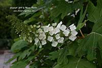 Hydrangea quercifolia, Oak Leaf Hydrangea