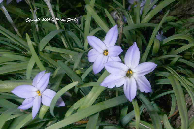 Ipheion uniflorum, Spring Star Flower