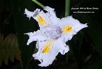 Iris nada, Iris japonica, Butterfly Iris