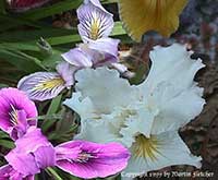 Iris Pacific Coast Hybrids, Douglas Iris Hybrids