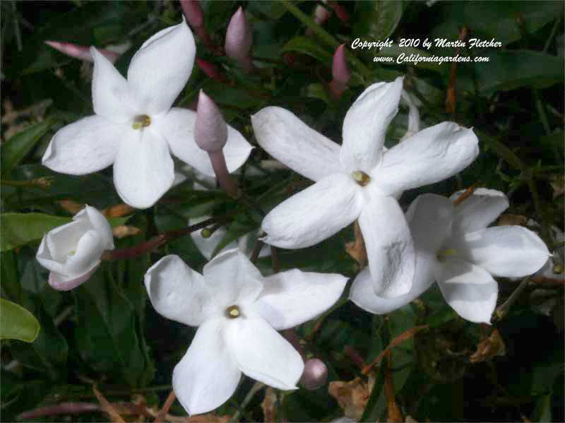 Jasminum polyanthum, Pink Jasmine