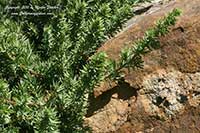 Juniperus conferta, Shore Juniper