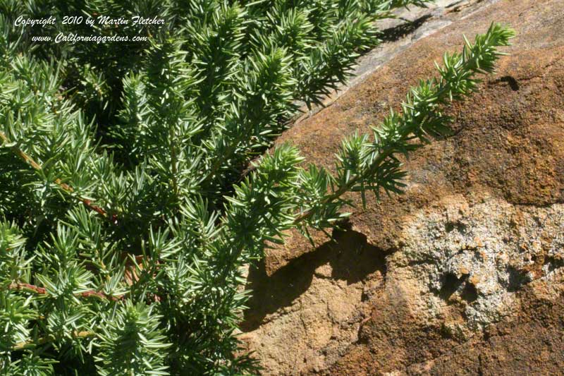 Juniperus conferta Blue Pacific, Shore Juniper