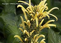 Justicia aurea, Yellow Jacobinia