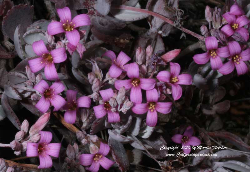 Kalanchoe pumila, Flower Dust Plant