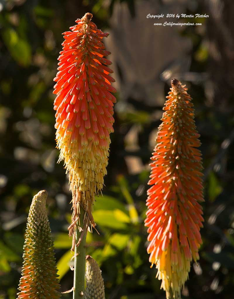 Kniphofia Christmas Cheer, Red Hot Poker