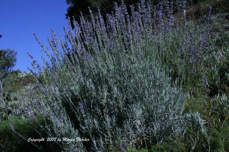 Lavandula intermedia provence, blue lavendin