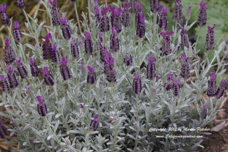 Lavandula stoechas Silver Anouk - Lavender Silver Anouk