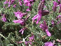 Lavandula stoechas pedunculatus Atlas, Atlas Spanish Lavender