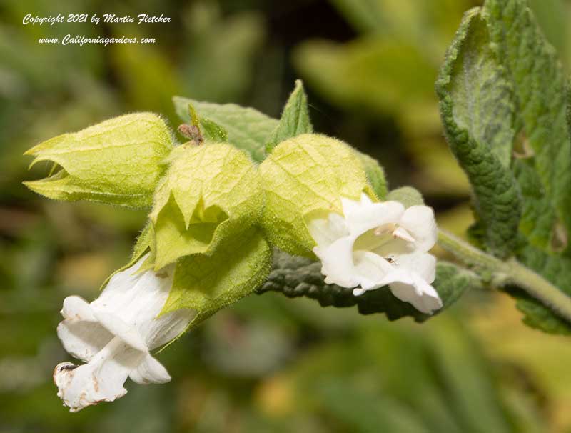 Lepechinia calycina, White Pitcher Sage, California Pitcher Sage, Woodbalm