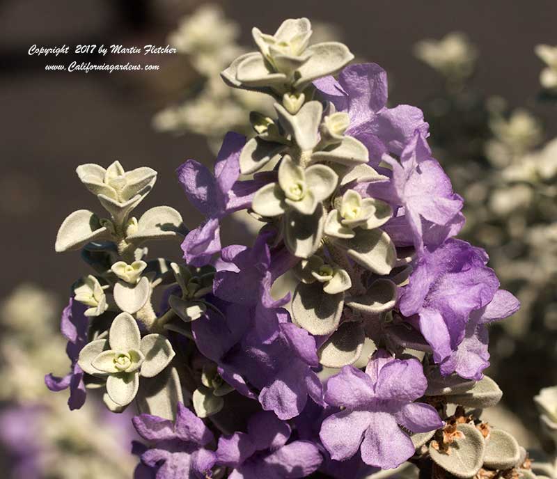 Leucophyllum candidum, Violet Silver Leaf Sage