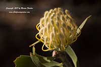 Leucospermum cordifolium Yellow Bird, Nodding Pincushion