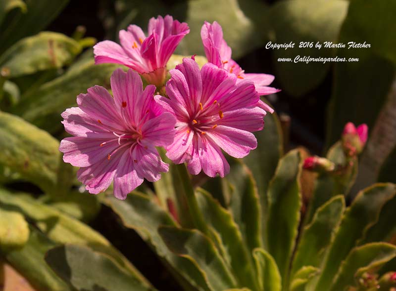 Lewisia cotyledon Elise, Cliff Maids, Siskiyou Lewisia