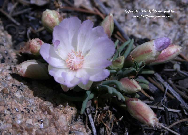 Lewisia rediviva, Bitterroot