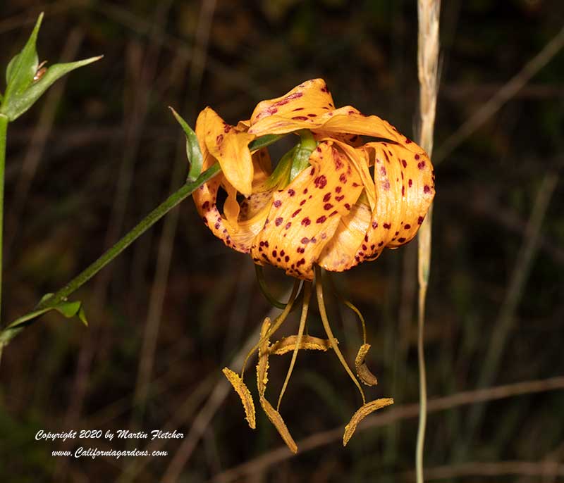 Lilium humboldtii, Humboldt's Lily