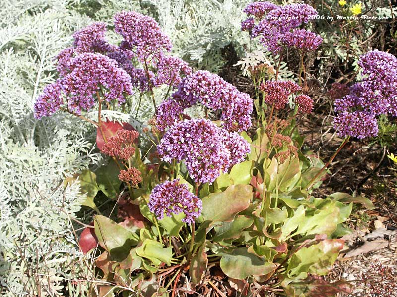 Limonium perezii, Statice, Sea Lavender