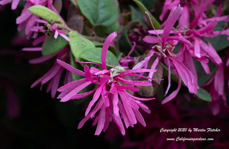 Loropetalum chinense Blush, Blush Chinese Fringe Flower