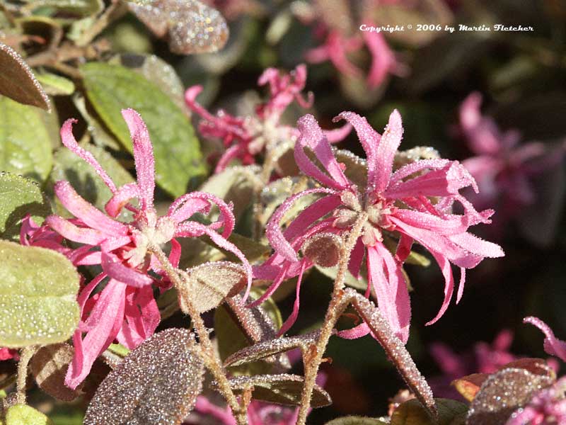 Loropetalum chinense Blush, Blush Chinese Fringe Flower