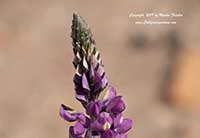 Lupinus arizonicus, Arizona Lupine