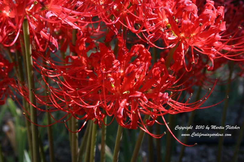 Lycoris radiata, Red Spider Lily