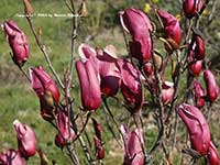 Magnolia quinquipeta nigra, Black Lily Magnolia