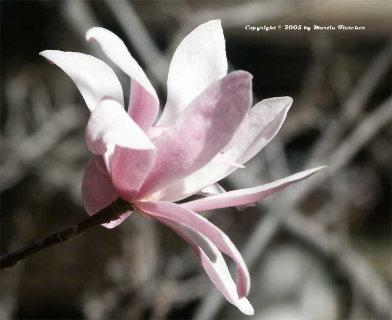 Magnolia stellata rosea, Pink Star Magnolia