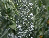Maireana sedifolia, Pearl Bluebush