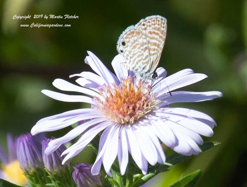 Marine Blue Butterfly on Symphyotrichum chilense, Aster chilensis, California Aster
