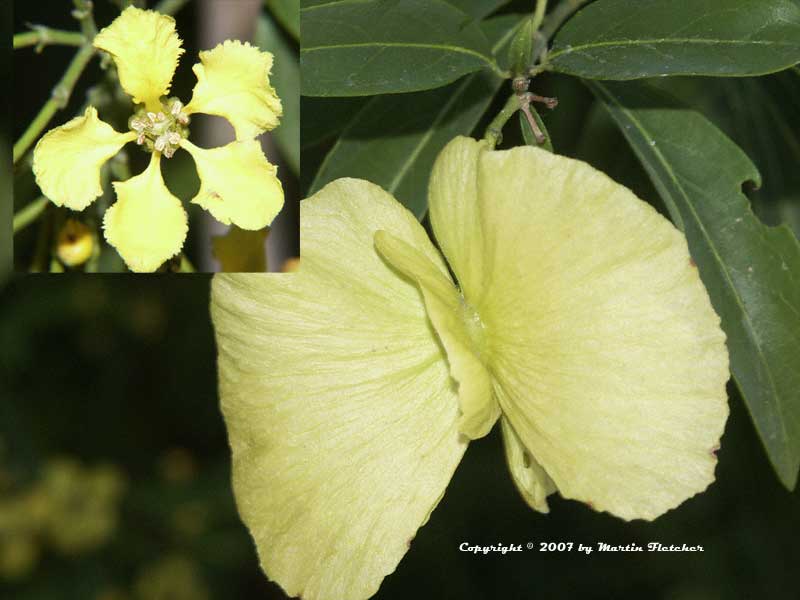 Mascagnia macroptera, Butterfly Vine
