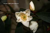Magnolia dianica, Michelia yunnanensis
