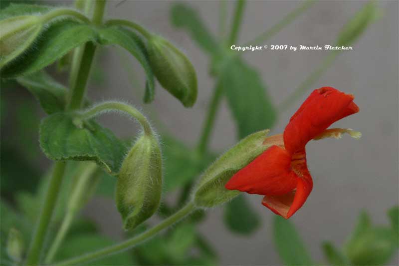 Mimulus cardinalis, Cardinal Monkeyflower