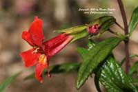 Mimulus puniceus, Red Bush Monkeyflower