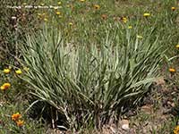 Miscanthus sinensis Cosmopolitan, Cosmopolitan Eulalia Grass