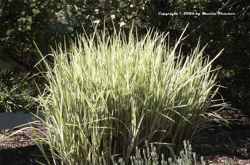 Miscanthus sinensis variegatus, Silver Grass