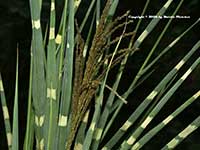 Miscanthus zebrinus, Zebra Grass