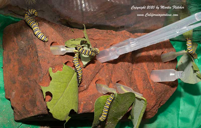 Monarch Caterpillar Feeding Brick