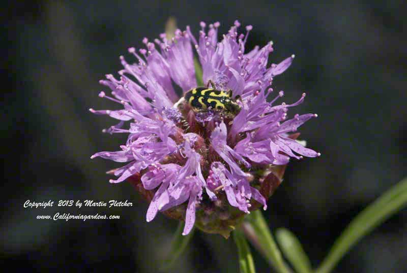 Monardella lanceolata, Mustang Mint