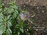 Monardella odoratissima, Mountain Monardella, Desert Mint