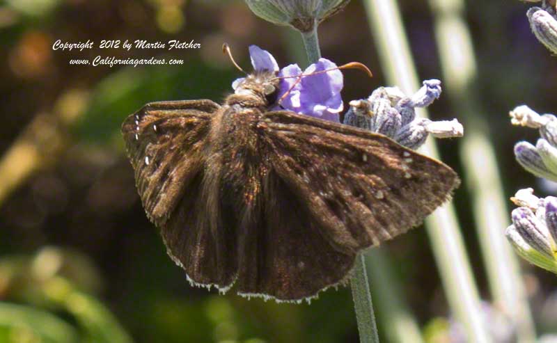 Mournful Duskywing, Erynnis tristis