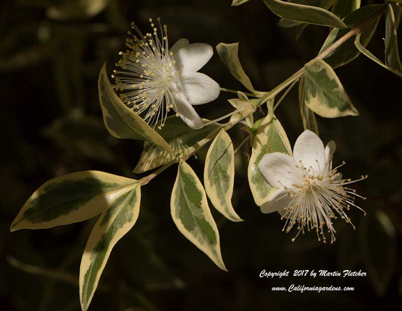 Myrtus communis variegata, Variegated Myrtle