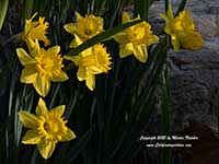 Narcissus King Alfred, Trumpet Daffodil