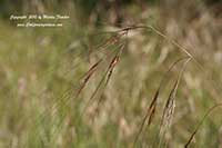 Stipa pulchra, Purple Needle Grass