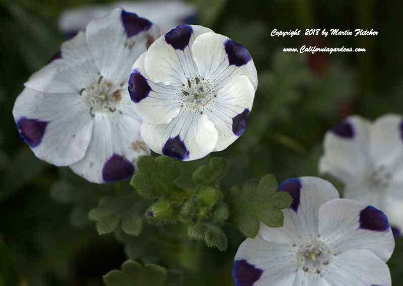 Nemophila maculata, Five Spot