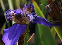 Neomarica caerulea, Walking Iris, Apostle Plant