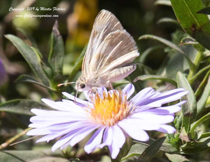 Northern White Skipper on Symphyotrichum chilense, Aster chilensis, California Aster