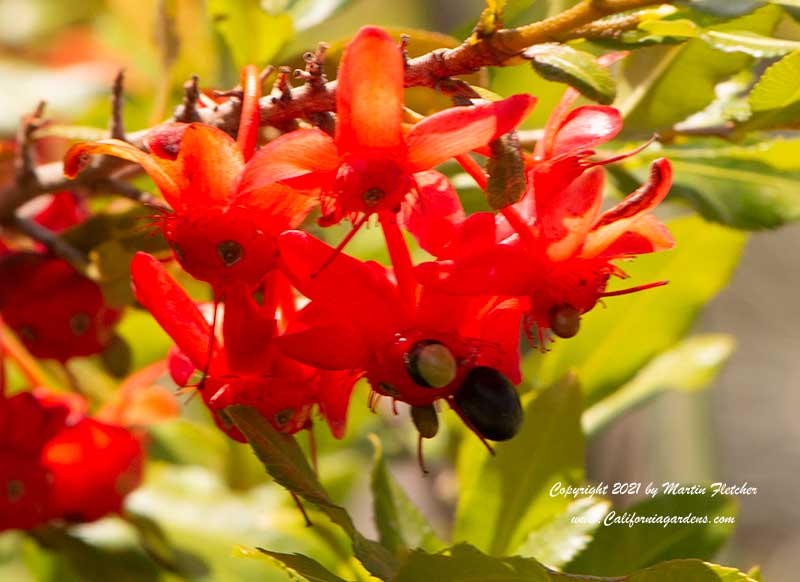 Ochna serrulata, Mickey Mouse Plant