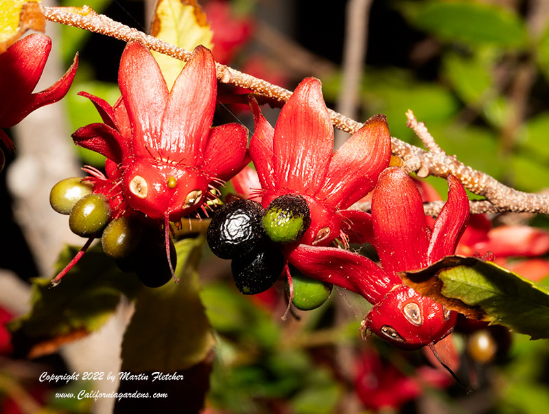 Ochna serrulata, Mickey Mouse Plant