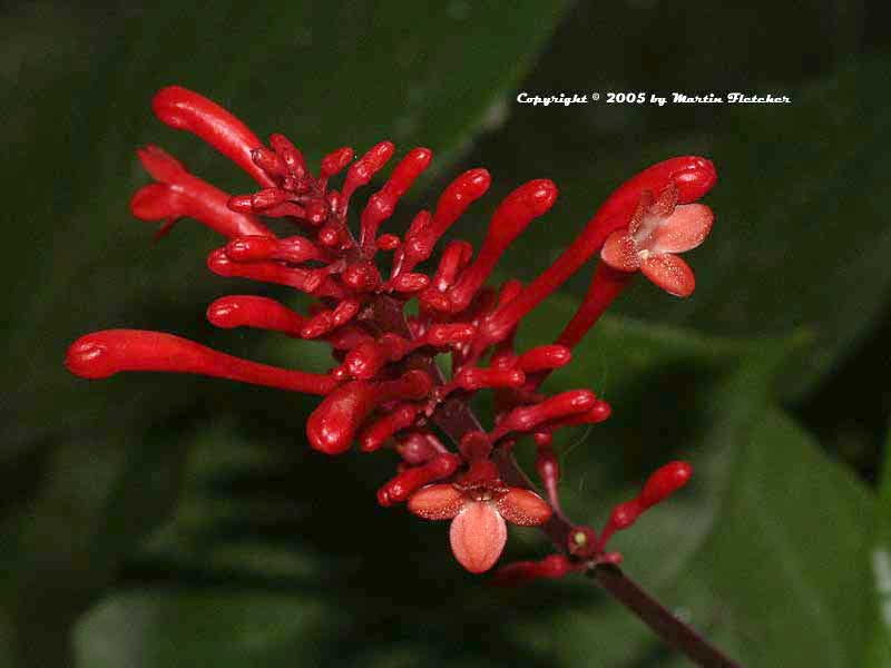 Details about   Odontonema strictum FIRESPIKE 1 Plant! 