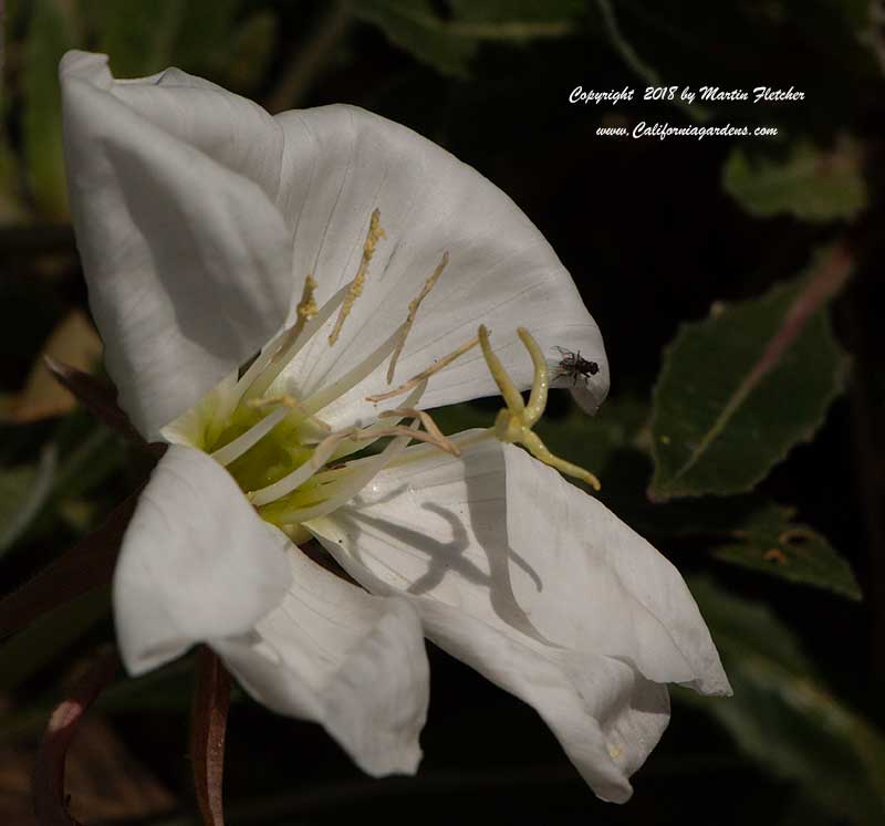 Oenothera cespitosa, Fragrant Evening Primrose, Tufted Evening Primrose