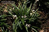 Ophiopogon japonicus nana, Dwarf Mondo Grass